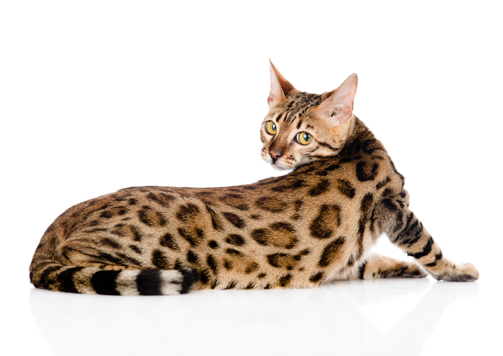 Bengal Cat